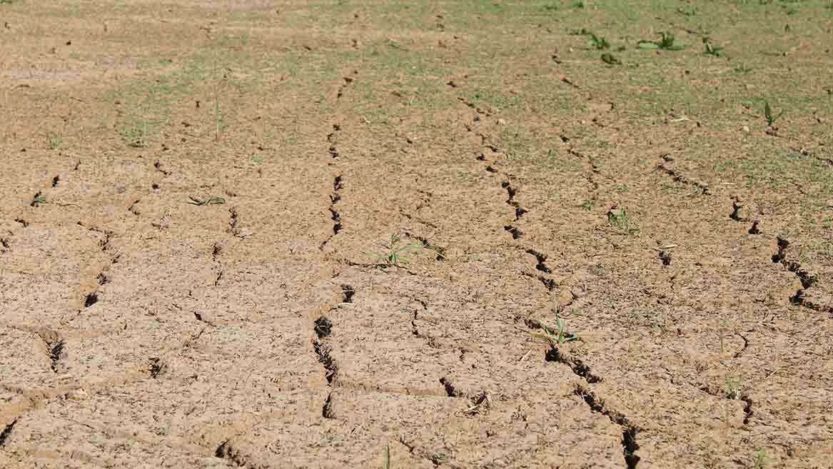 Northwest Bangladesh Faces Agricultural Setback Amid Climate Shifts.jpg
